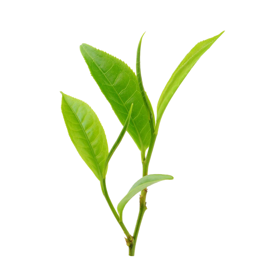绿茶浸膏香精香水烟用日化调香植物萃取香料提取物