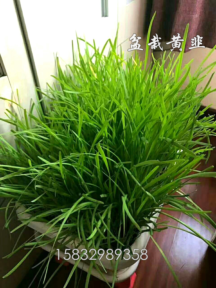 Gift-giving yellow leek bonsai potted leeks Home Food also connoisselier with green organic vegetable Balcony Dish