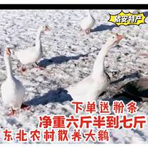 Northeast stupid earth goose fresh farm free-range Heilongjiang specialty local white goose whole white goose meat heart