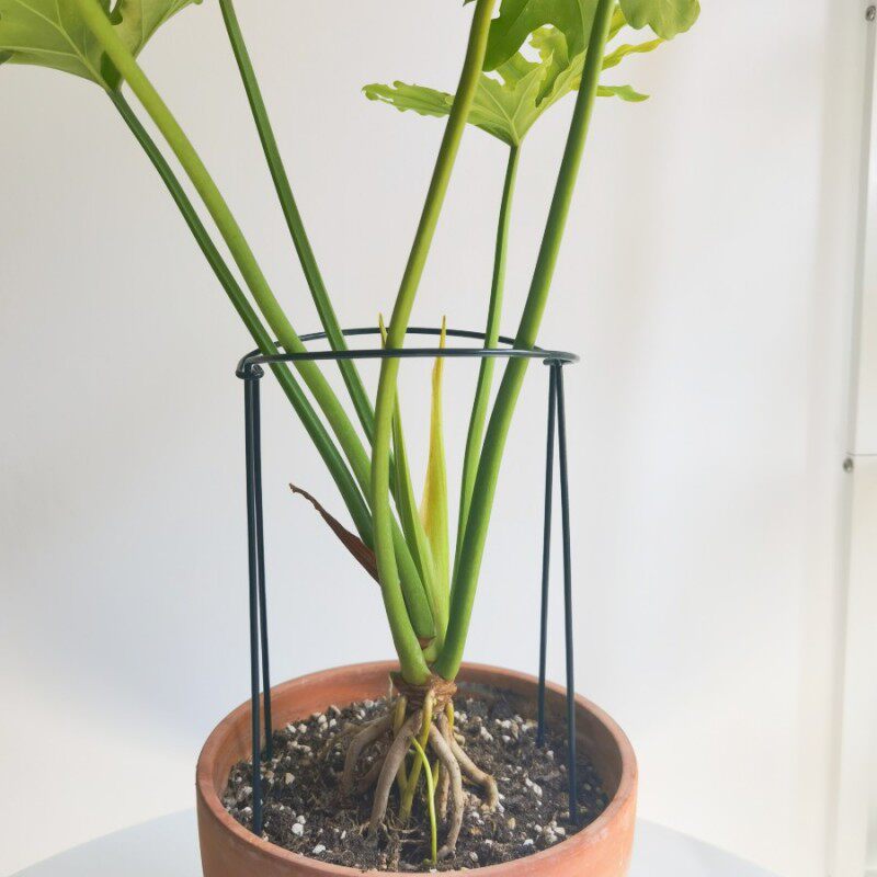 Leaf protection frame crab claw orchid plant support semi-circle small fixed flower bracket hydrangea rose climbing vine gather iron flower