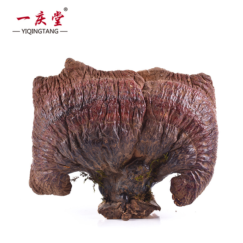 Yiqingtang Changbai Mountain Ganoderma Lucidum Gift Box Pruning Linzhi Wood Ganoderma lucidum