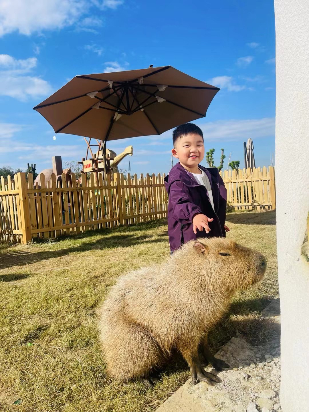 卡皮巴拉：水豚活物幼崽，网红景区萌宠新宠，你真的了解它们吗？