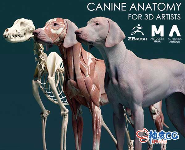 Zbrush Maya犬类动物骨骼肌肉解剖精细3d雕刻模型 柚皮cg资源网站