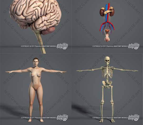 3DSMAX / MAYA男性女性人体解剖系统器官3D模型素材包