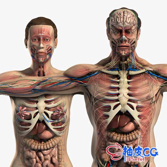 3dsmax Maya男性女性人体解剖系统器官3d模型素材包 柚皮cg资源网站 3dsmax Maya男性女性人体解剖系统器官3d模型素材包 柚皮cg资源网站
