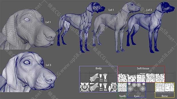 ZBrush / Maya犬类动物骨骼肌肉解剖精细3D雕刻模型