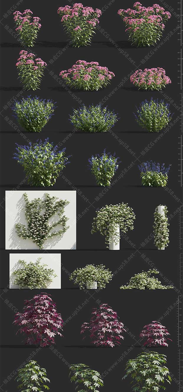 3DSMAX / Conrona / Vray玫瑰叶绣球芦笋鼠尾草植物精细3D模型