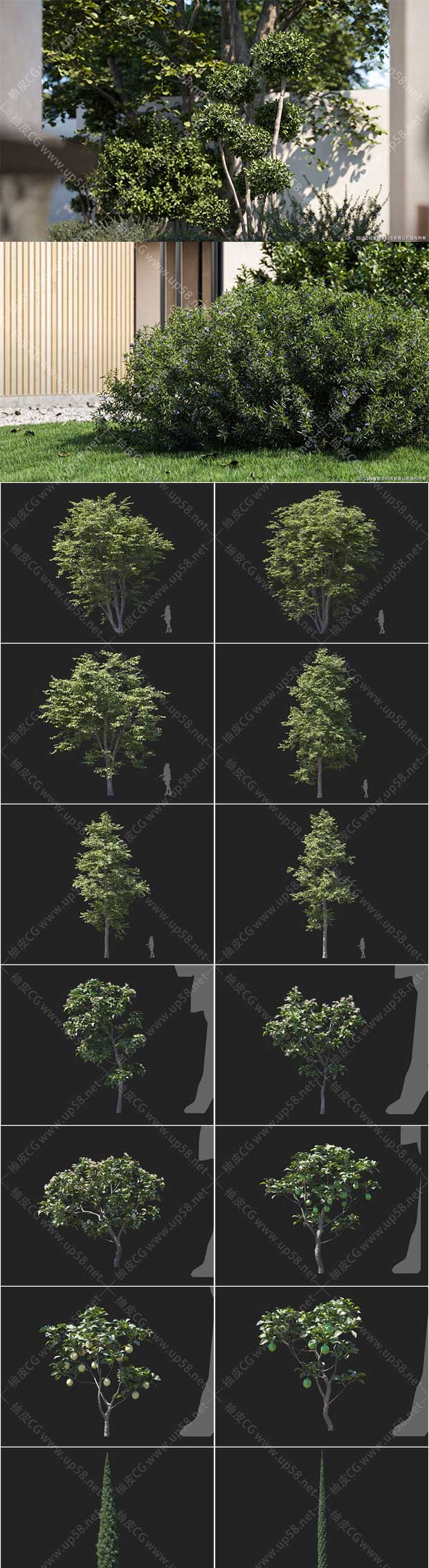 3Dsmax / VRay / Corona园林设计精细无花果柠檬月桂栎树植物3D模型