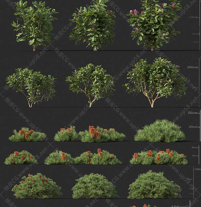 3DSMAX / VRay / Corona园林树木草类植物高质量3D模型