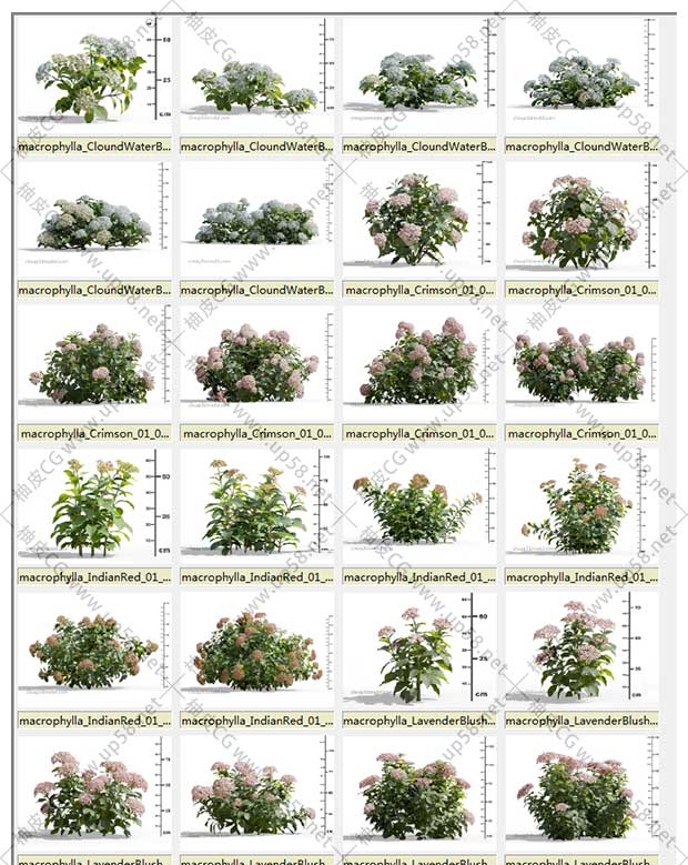 3DSMAX / VRay / Corona盆栽绣球花植物高品质3D模型