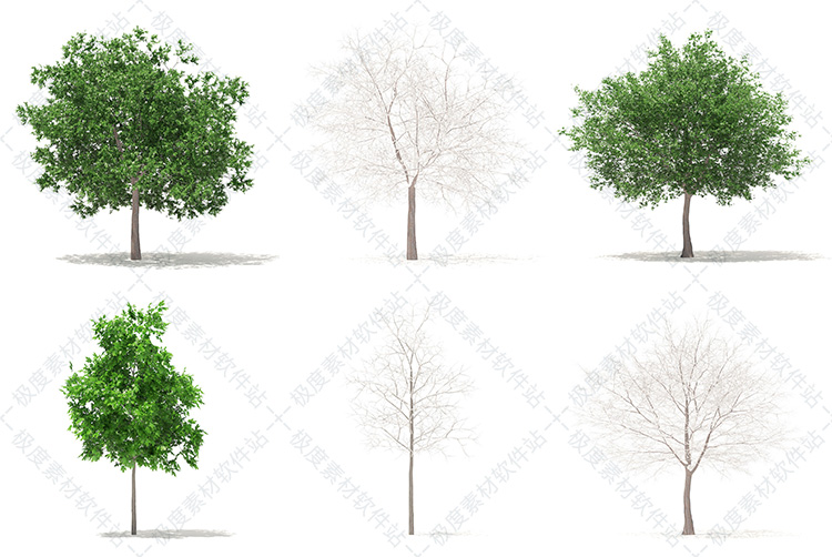 3dmax c4d vray园林景观白杨白橡木榆树 专业单体精细3D模型素材库