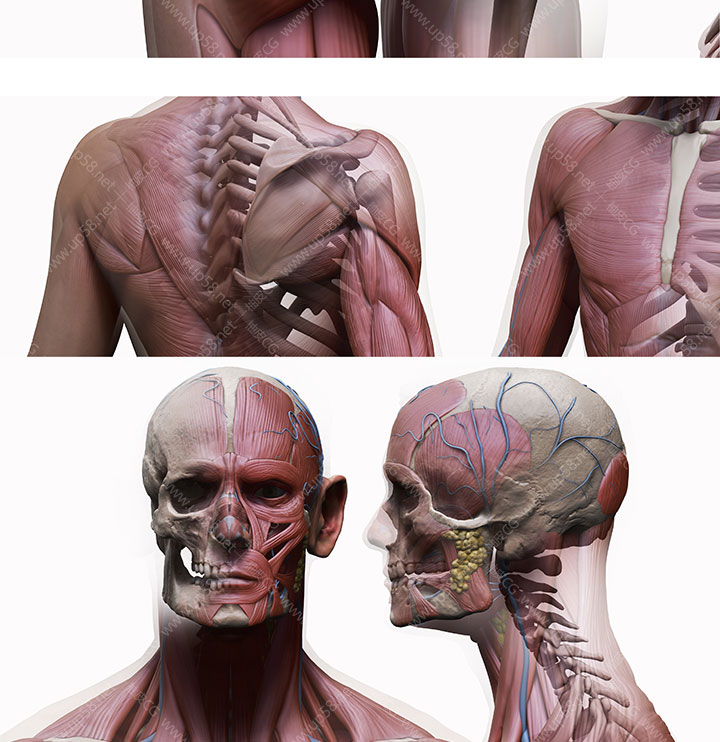 ZTL / OBJ男性女性人物角色骨骼肌肉雕刻精细3D模型