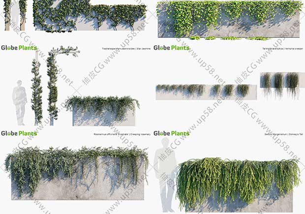 3DSMAX / VRay / Corona葡萄藤藤蔓爬山虎植物精细3D模型