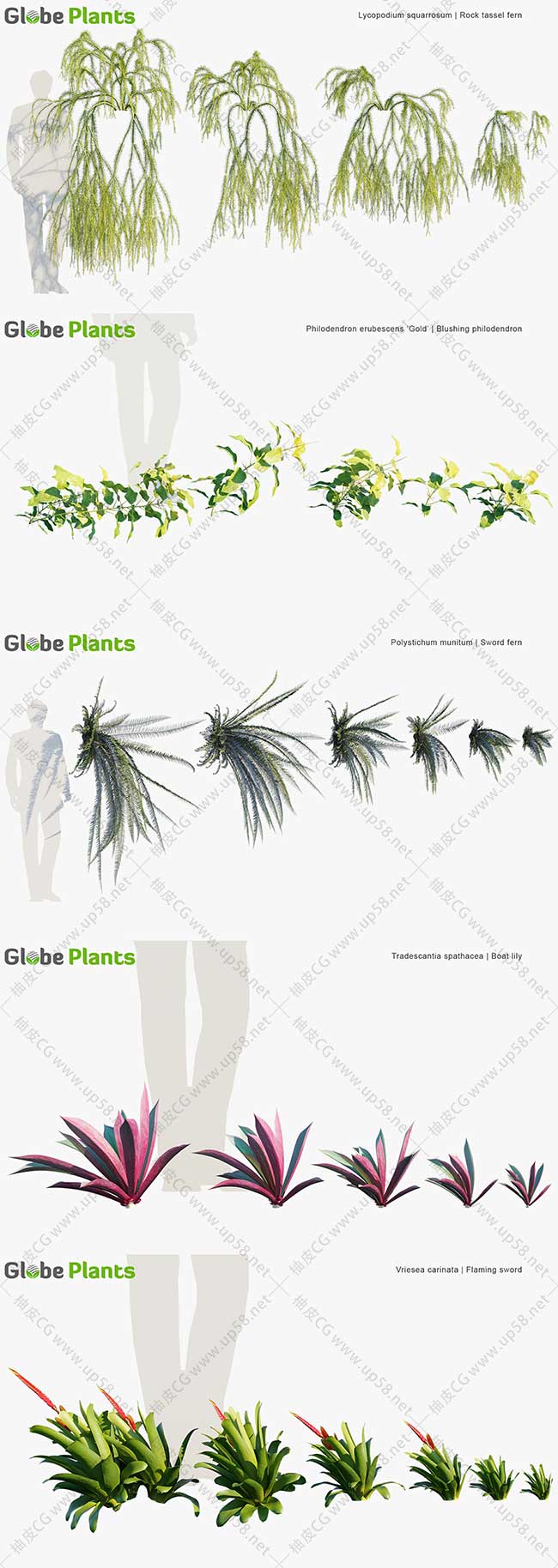 80种3DSMAX/Corona/VRay独特逼真的3D灌木植物模型