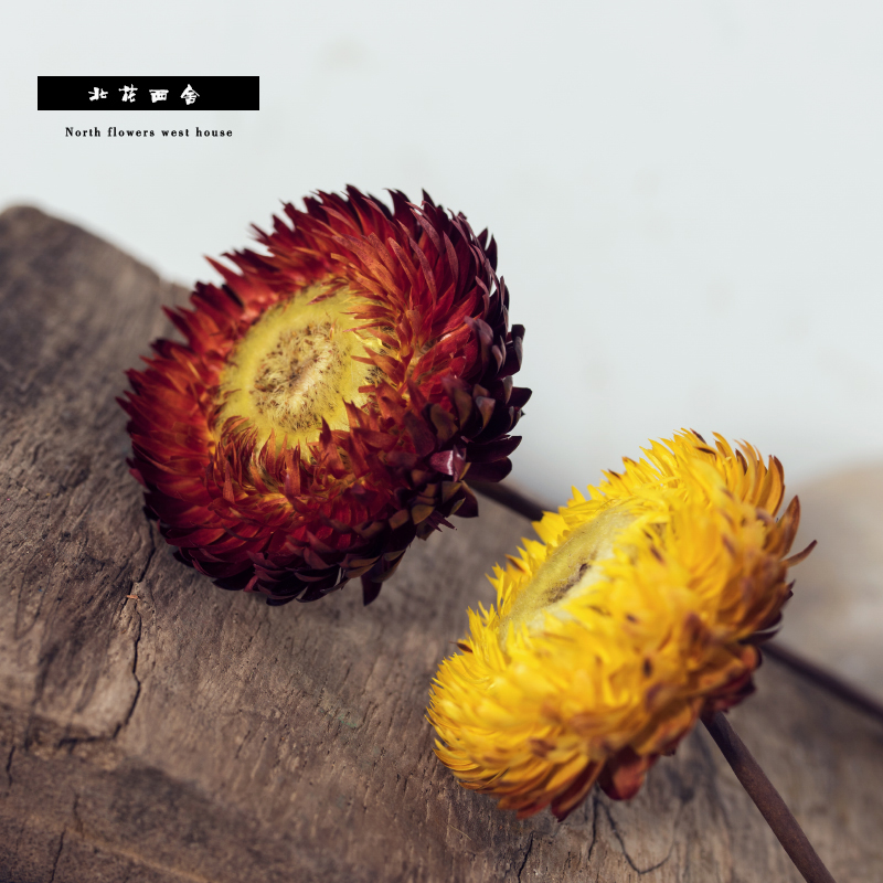 North Flower Xishe Yunnan natural dry flower colorful chrysanthemum pastoral small chrysanthemum art eternal life decoration rave reviews