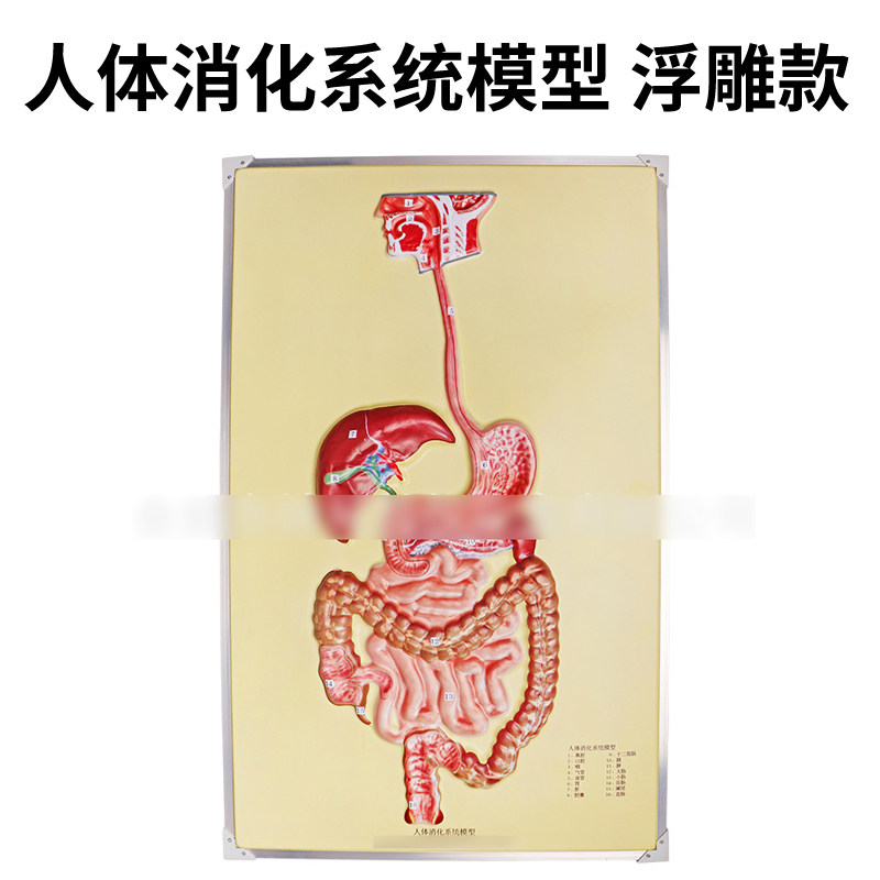人体消化系统模型浮雕款33227带编号内脏器官展示模型口鼻咽气管胃肝胆胰脾肠道中学科普专科医学院教学教具-淘宝Taobao | 天猫Tmall
