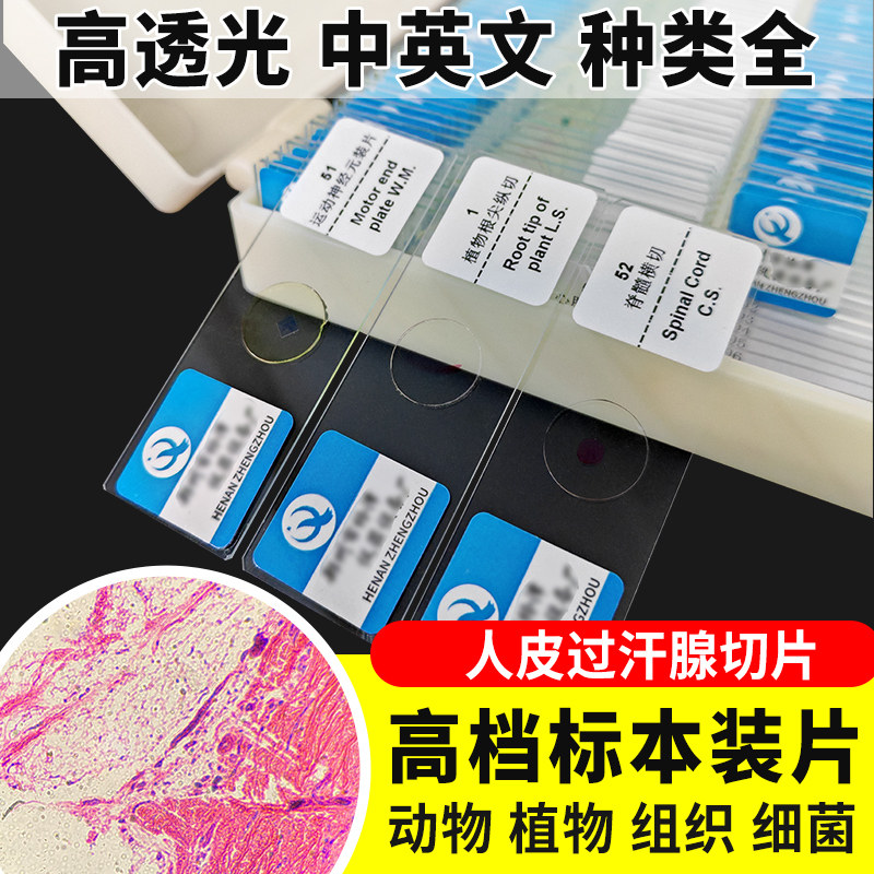 人皮过汗腺切片装片生物切片涂片小学初中高中生物科学实验切片显微镜观察玻片装片