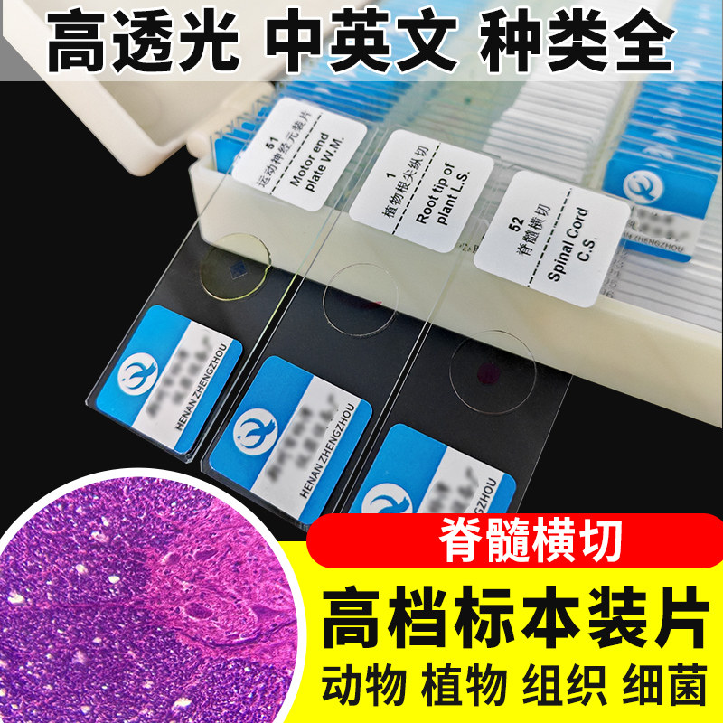 脊髓横切切片装片生物切片涂片小学初中高中生物科学实验切片显微镜观察玻片装片