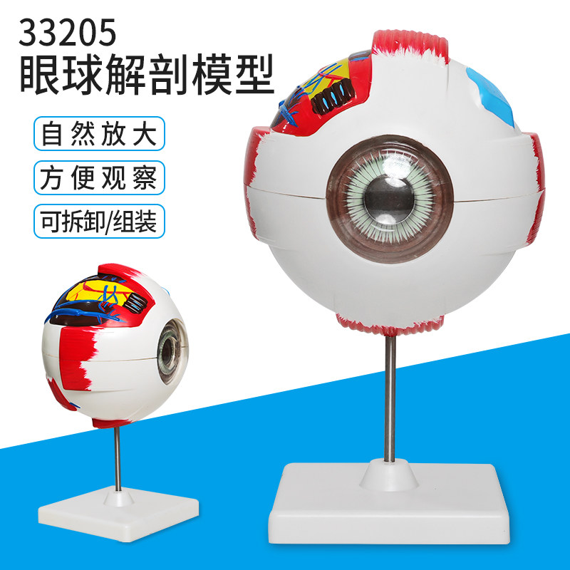 眼球解剖模型J33205眼珠可拆卸眼构造 6倍大演示教具生物教学仪器