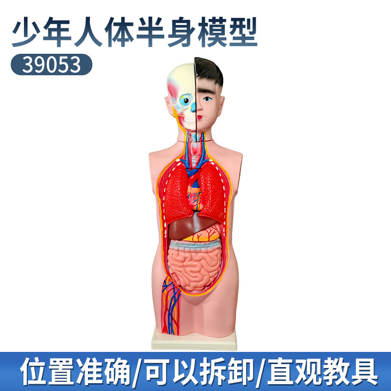 少年人体半身模型 65cm人体结构模型 肌肉内脏器官模型 生物教学解剖模型 学生实验演示器材