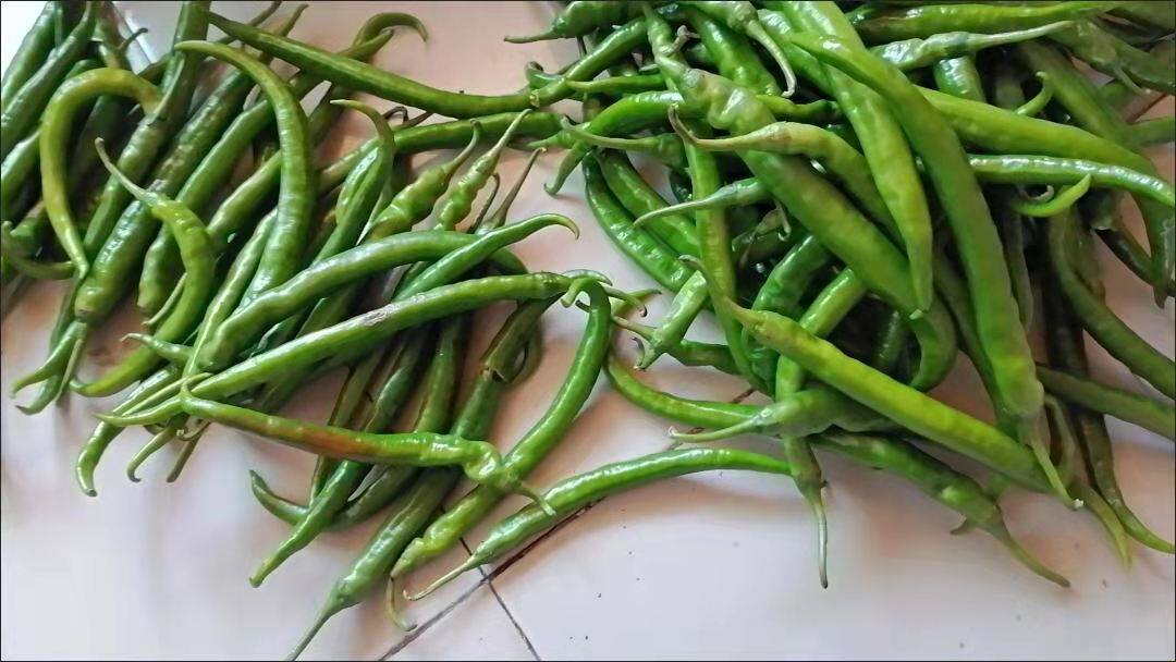 Fresh pepper green line pepper 500g Beijing Tianjin Hebei 68