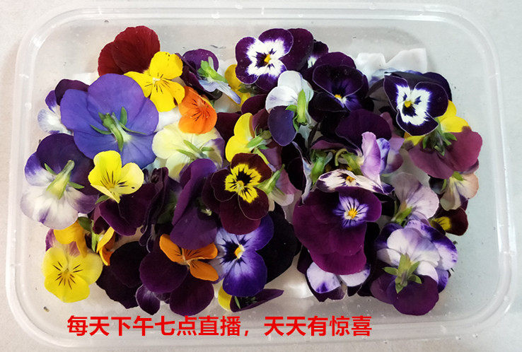 Fresh three-color cordimites tail flowers 50 or so each box
