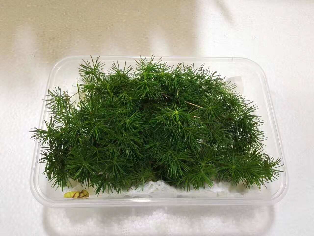 Fresh fluffy pine needle pendulum disc decorated with a box of RMB12  Beijing-Tianjin-Hebei full 68 Shunfeng-Taobao