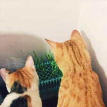 Special link to the gift please contact customer service before taking the picture otherwise the shot will not be valid