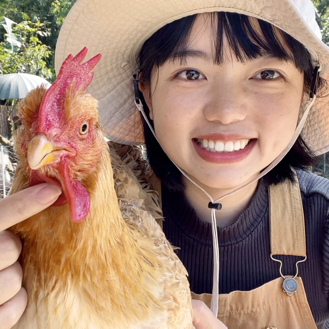 村里的燕子