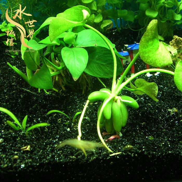 Fish tank mini foreground aquatic plants landscaping banana grass knot banana grass lazy live freshwater decoration negative soilless