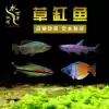 Yimei Taoist fish Purple light elf small tropical ornamental fish live fish Aquarium pet fish Red Mei Taoist grass tank