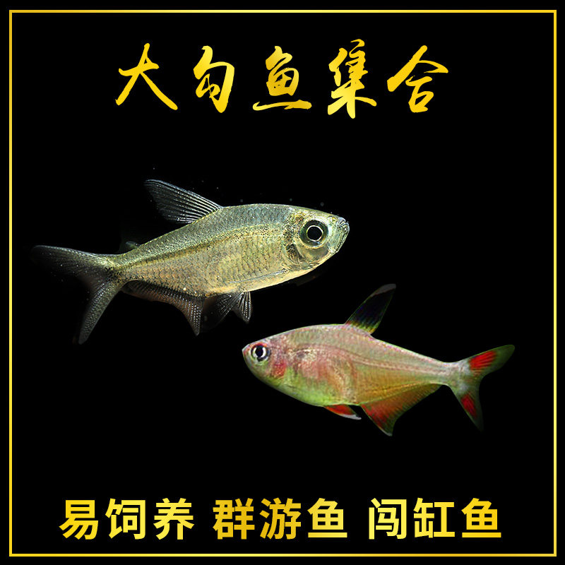 Black Tail Great Hook Fish Black Big Hook Fish Red Big Hook Fish Black Lamp Fish Living Light Corfish Group Cruise Fish Grass Cylinder Fish 2 Dress