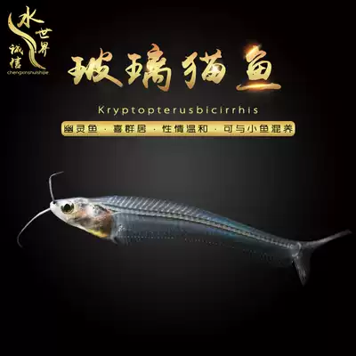 Glass cat can be mixed with red belly glass, glass lara fish, red tail glass fish, glass flag pulling transparent fish 2 packs