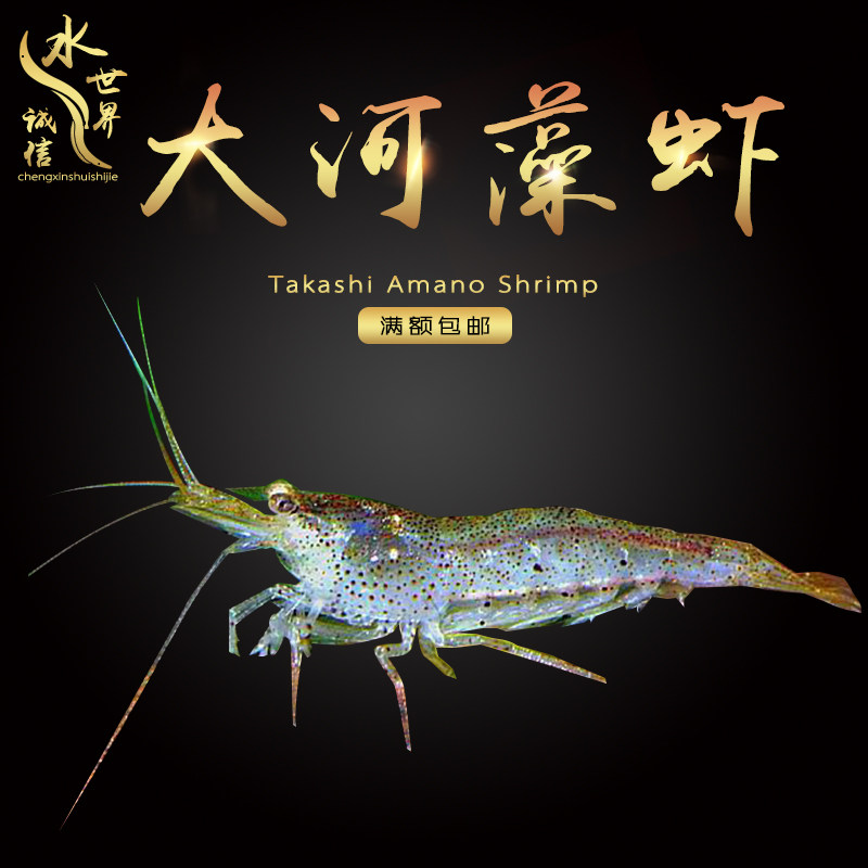 Large algae shrimp pearl shrimp removal of silk algae removal of black hair large river algae shrimp tool shrimp removal ability of algae ornamental shrimp