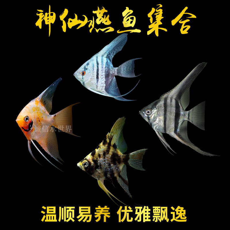 Peruvian red devil Blue Devil Isabel red back Egyptian snow swallow panda white fairy fish ink swallow fish seagull swallow