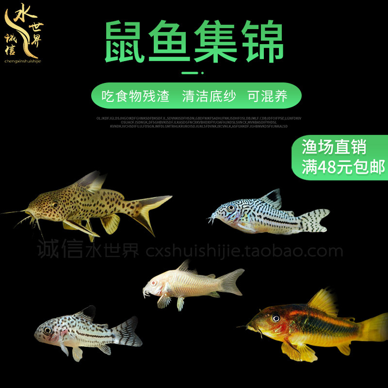 Panda Squirrel with Algae Fish Three Mice White Rat pepper Pepper Rat Coffee Rat Pearl Rat Jolie Leopard Mouse Fish Anti-Cruise Cat