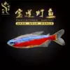Pauline lamp fish Live fish Lamp fish Traffic light fish Diamond lamp fish Group swimming fish Black lamp fish Small fish Grass tank fish