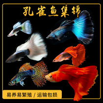Guppy Blood Red Ivory White Ice Blue Bluegrass Tail Western Red Fan American Red Sky Blue Dress Aquarium Fish