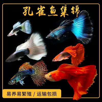 Peacock blood red ivory white ice blue blue grass tail West red fan American red sky blue dress ornamental fish