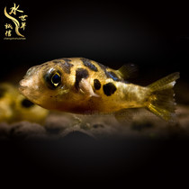 Chocolate baby fish snail eater Mini puffer submarine grass tank water snail nemesis in addition to miscellaneous snails vortex insects