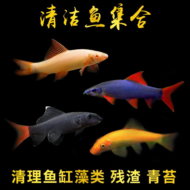 Clear Dolfo Red Tail Black Shark Rainbow Shark Pink Shark Golden Moss Clean Fish Small Tropical Red Belly Pencil Ornamental Fish