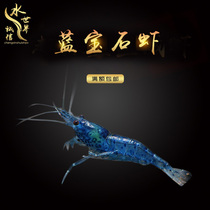 Sapphire Shrimp Blue Shrimp Except Algae Shrimp Ornamental Shrimp Cherry Blossom Shrimp Black Shell Extreme Fire Shrimp Traffic Light Fish Tool Shrimp
