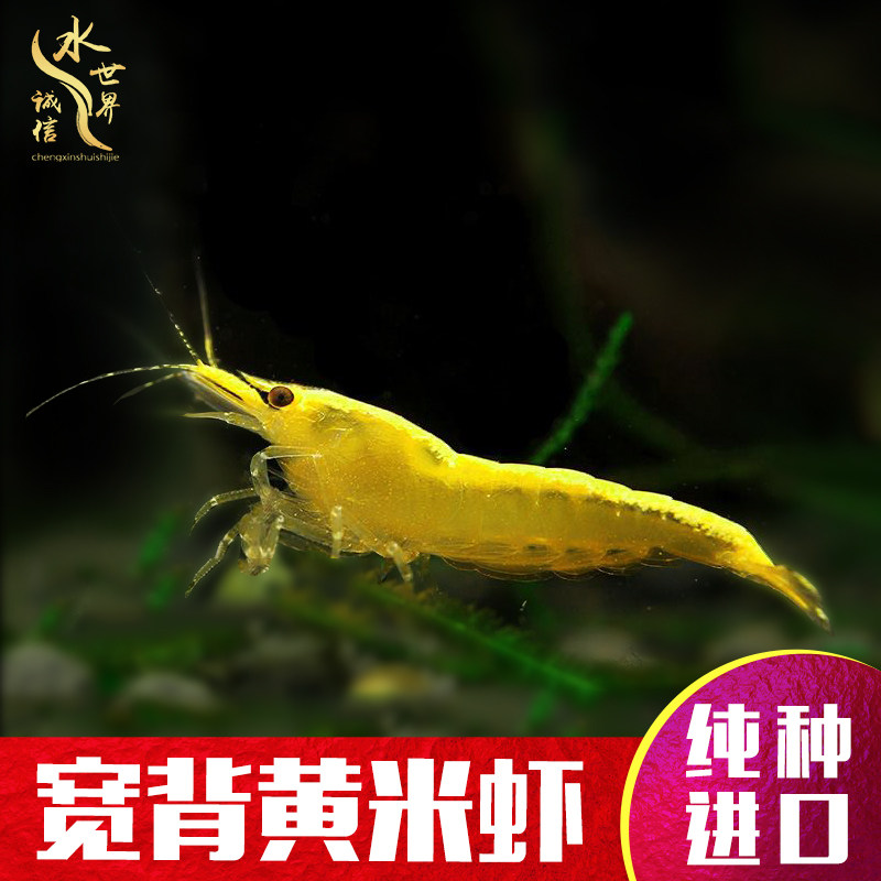Tai Chi Wide Back Gold Rice Shrimp Ornamental Shrimp Cilanji Shrimp Yellow Rice Shrimp Polar Fire Shrimp Other Than Algae Eat Moss Cherry Blossom Shrimp 2