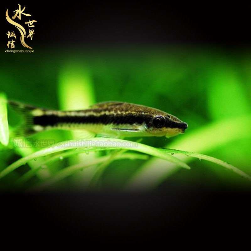 Tropical fish Aquarium fish Algae fish Tool fish Zebra Tiger Elf Line monkey Flying fox Pet fish Live