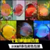 f1 Pigeon Red lid Red Alenka Leopard Dot Son of Heaven Blue Yellow lid Blue Turquoise fish Colorful Angelfish Tropical fish