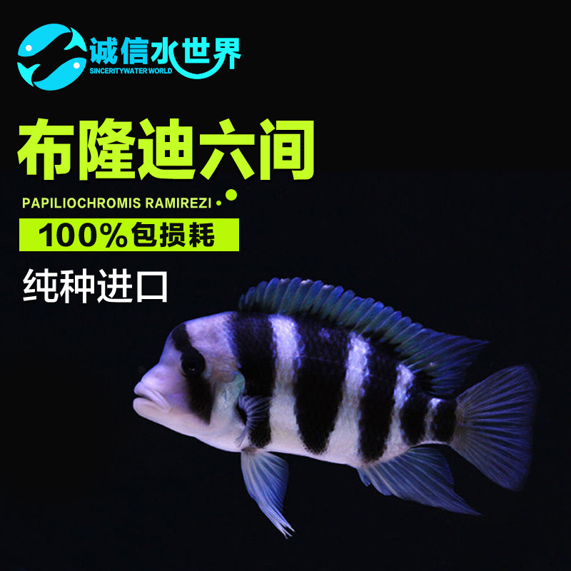 Burundi Six Fish Gold Sky Cousins Live Three Lakes SNAPPER SNAPPER PEARL BUTTERFLY SIX INTERT BLUE ZEBRA FISH