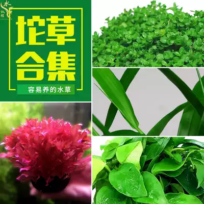 Fish tank living aquatic plants lying on the ground real grass negative hydroponic lazy man water Banyan soil-free oxygen-increasing grass landscaping package
