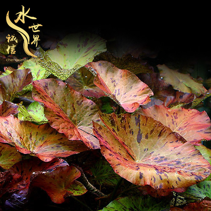 Red Tiger Sleeping Lotus Tiger Spotted Sleeping Lotus 4 Color Tiger Sleeping Lotus Water Grass Middle Rear View Straw Vat Water Grass Seed Underwater Leaves