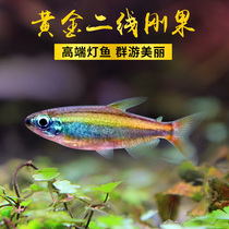 Tropical fish ornamental fish South American small gold second-line Congolese Mermaid Yellow tail Rip Flag Group Tours of Lights