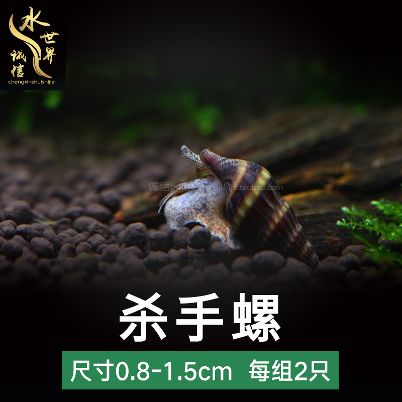 Killer snail bumblebee snail ornamental snail pet snail snail snail snail snail snail worm snail worm 2 sets